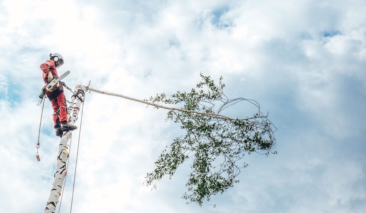 arboristi teenused