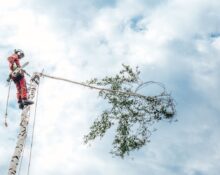 arboristi teenused