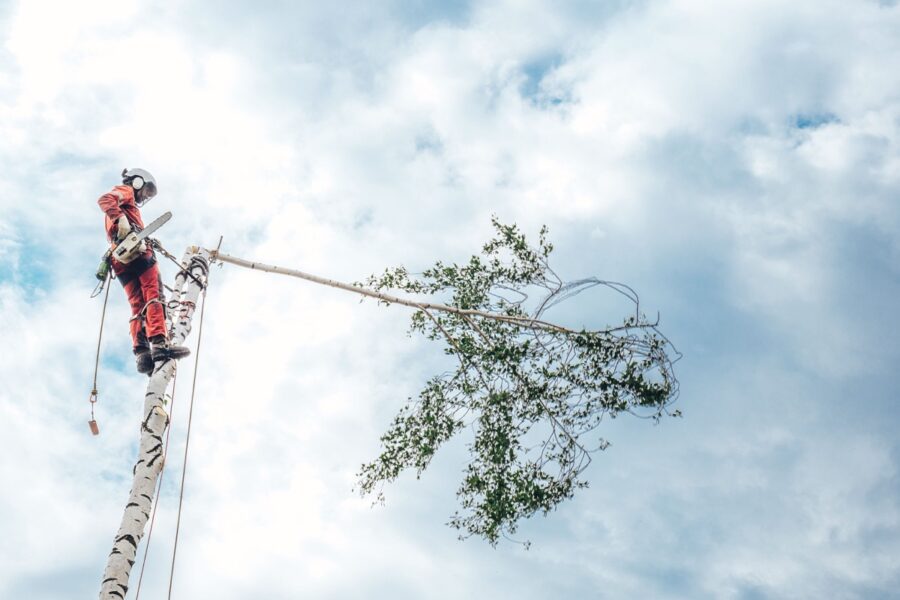 arboristi teenused