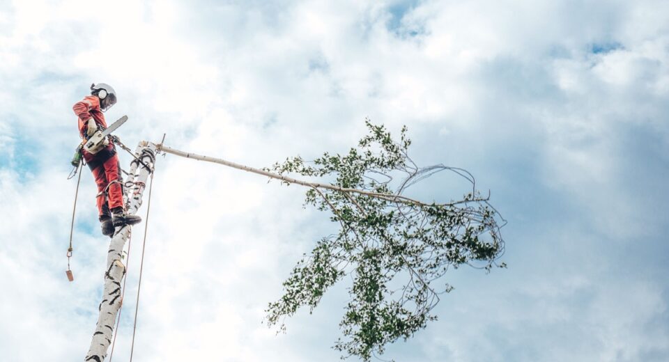 arboristi teenused