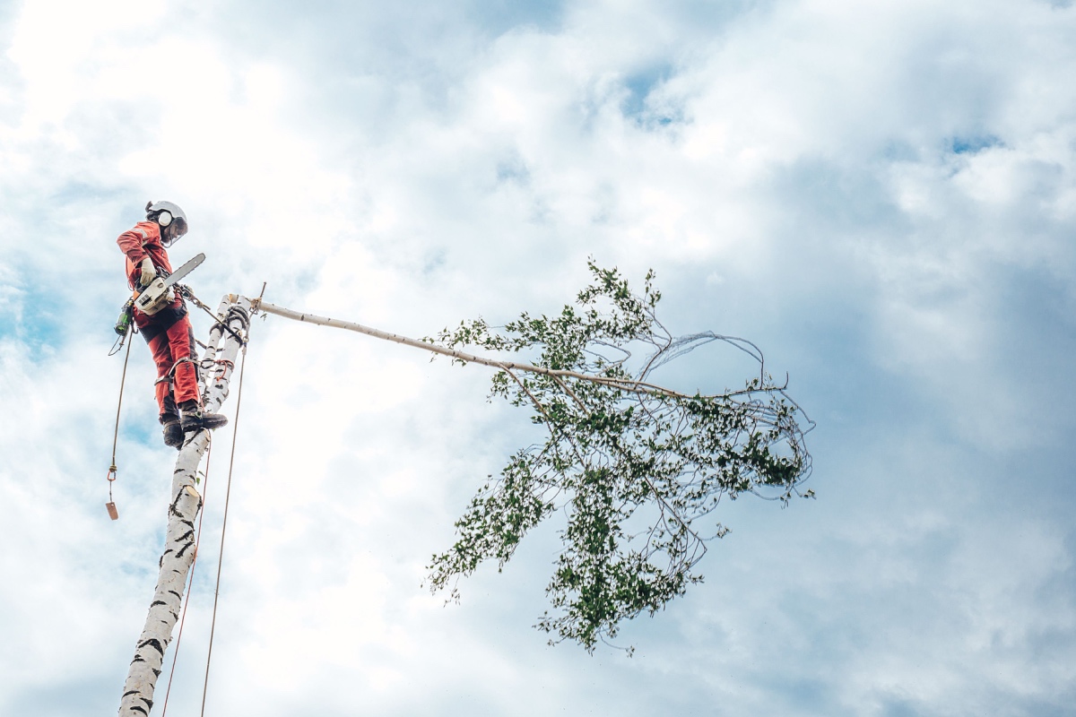 arboristi teenused